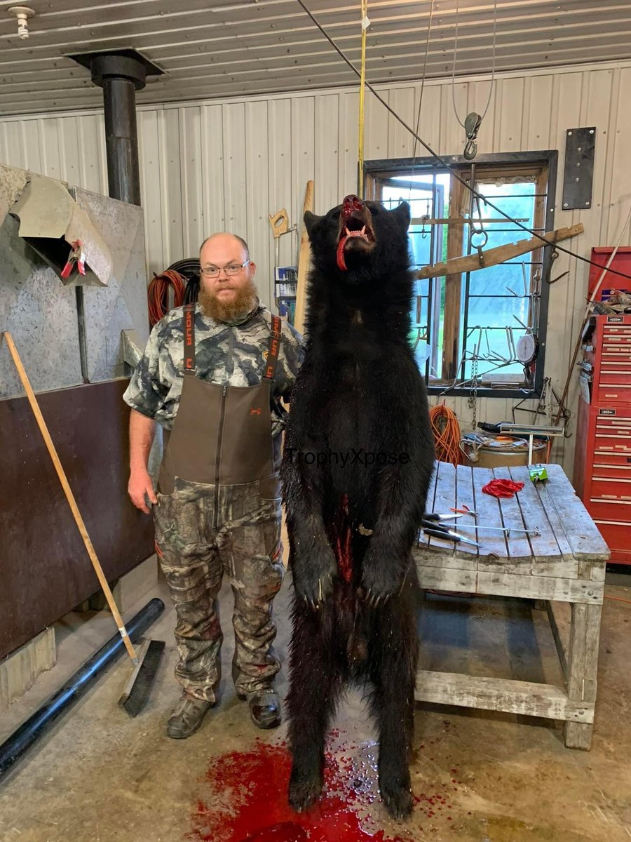 TrophyXpose's tweet photo. Joe Filigno (New Jersey) hunted this bear in Canada. For him it was an "amazing opportunity." For the bear it was hell on earth.🤬
🙏🏼RT
#BanTrophyHunting
@rickygervais @tarastrong @Angelux1111 @Lin11W @_Pehicc @SARA2001NOOR @louisa1000 @DidiFrench @Gail7175 @Jools_Orca @Nenagh9 https://t.co/EnpSU6Tpqr
