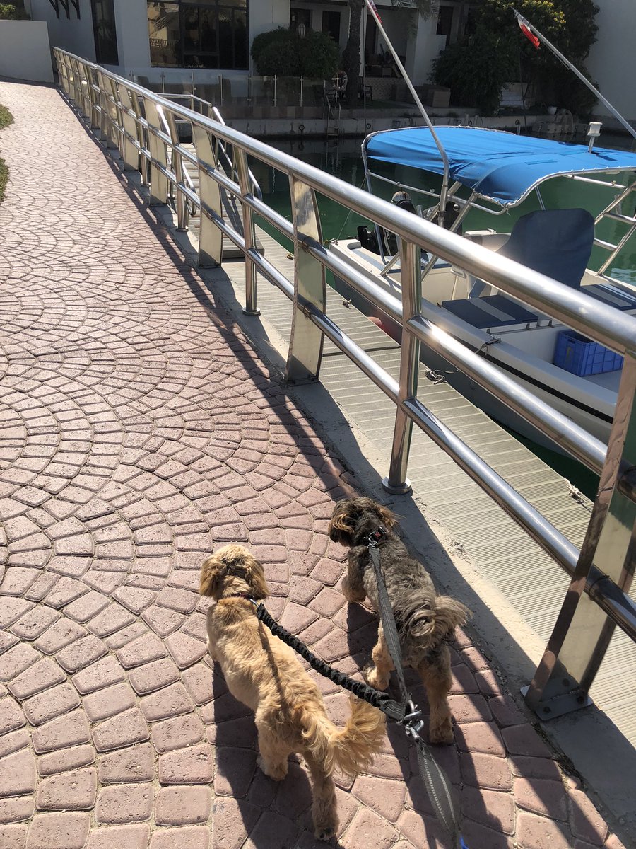 joydeeasf's tweet photo. Babysitting these boys (Chewy, Milo, Yoda) for three dayssss 🥹 https://t.co/KmIwY73xMi
