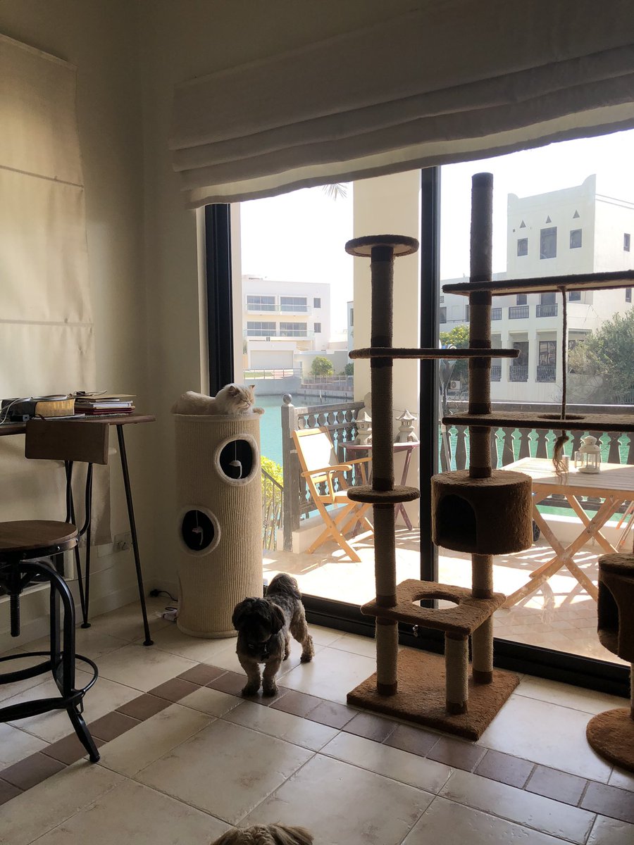 joydeeasf's tweet photo. Babysitting these boys (Chewy, Milo, Yoda) for three dayssss 🥹 https://t.co/KmIwY73xMi
