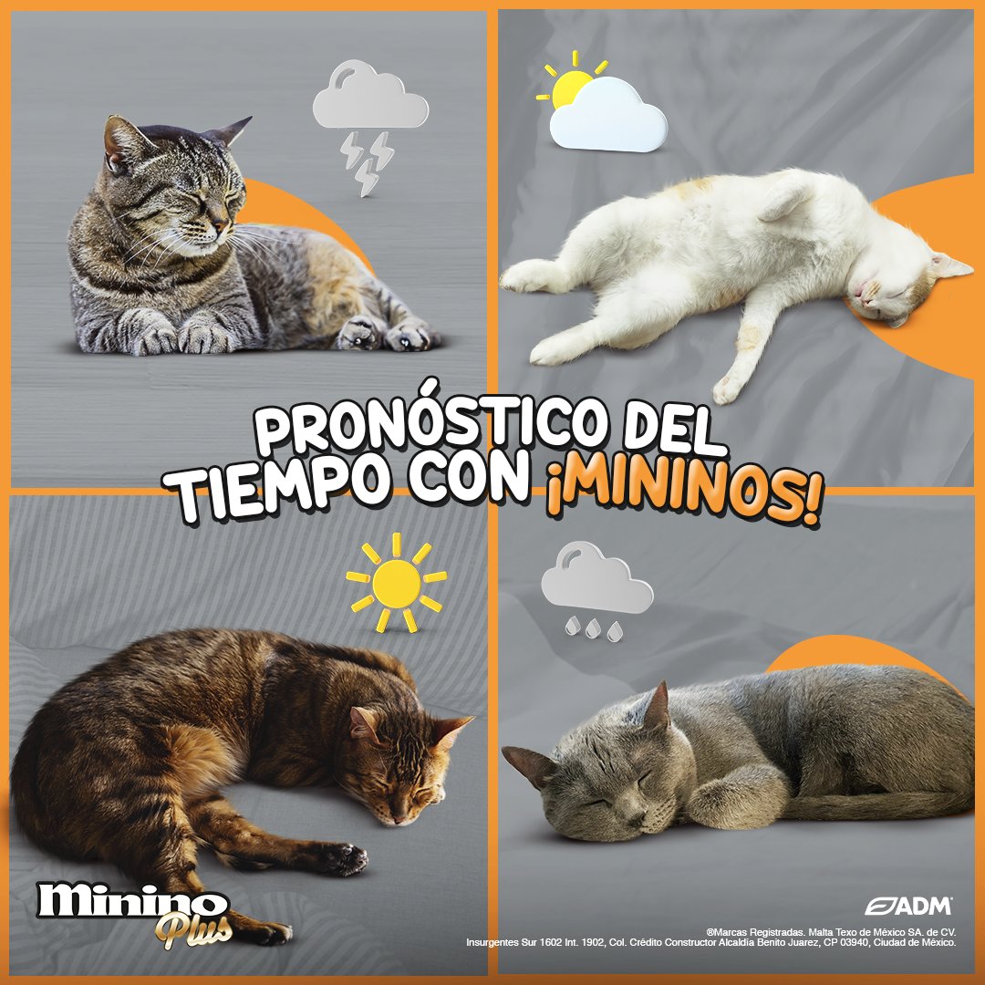 Aprendamos del clima 🌤️☁️🌧️ con ¡Mininos! 😸 Visita nuestro BLOG y conoce más bit.ly/3WQBdyR
No olvides compártenos una foto de tu pequeño y descifrar cuál será el pronóstico del tiempo 🧡