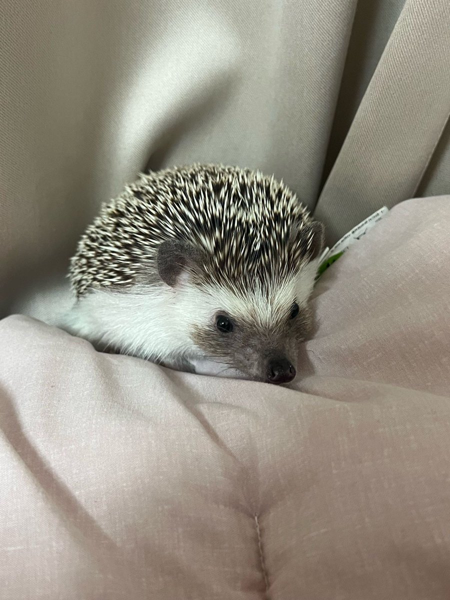 CTXTBR's tweet photo. 💌 Post do #SOOBIN no WEVERSE

💬”Oi, bebê”

Cr. 304verse/CTXTBR
Não retirar os créditos
@TXT_members https://t.co/ow0NlGmbbF