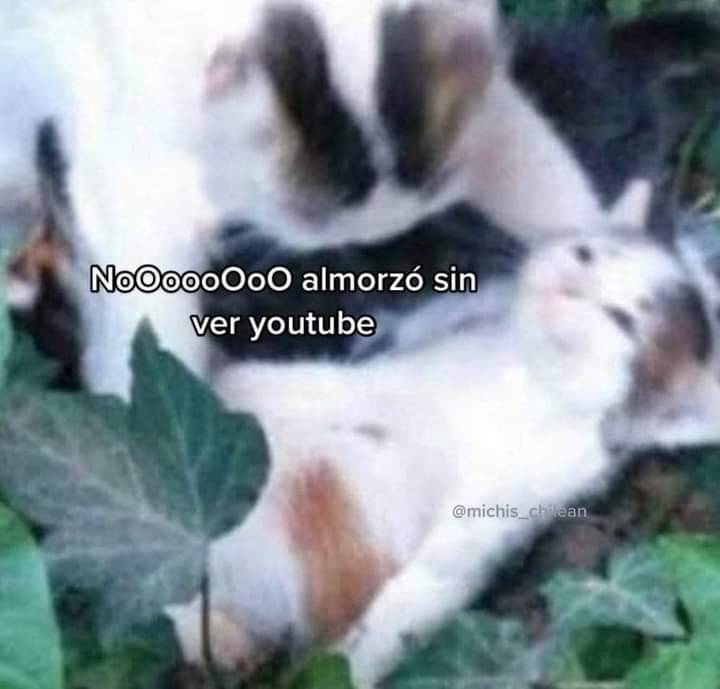 Meh (@sayorijoestar) on Twitter photo 