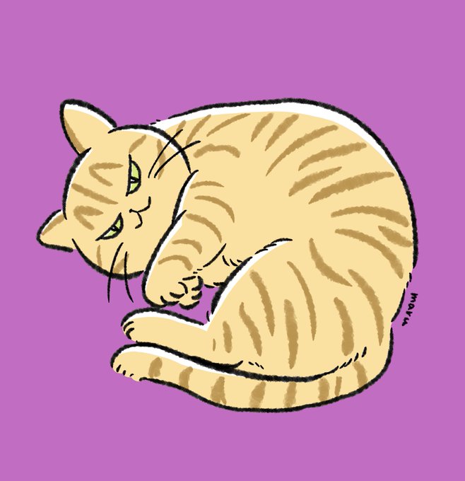 今日のネコチャン 
