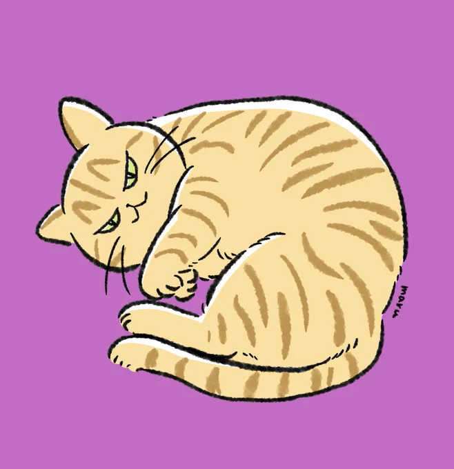 今日のネコチャン 