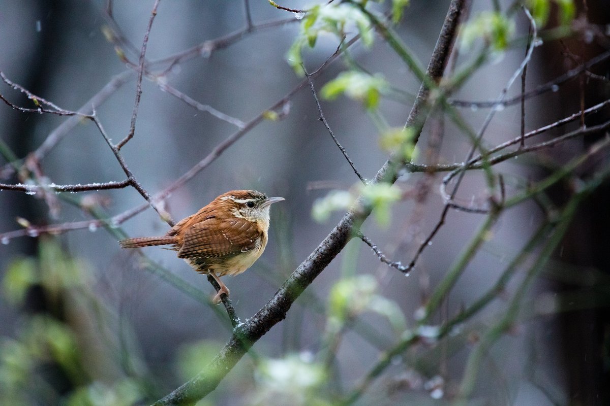 chesbayprogram's tweet image. The Carolina wren makes up for its small size with its boisterous teakettle-teakettle song. 

📍Annapolis, Md.
📸Will Parson/Chesapeake Bay Program