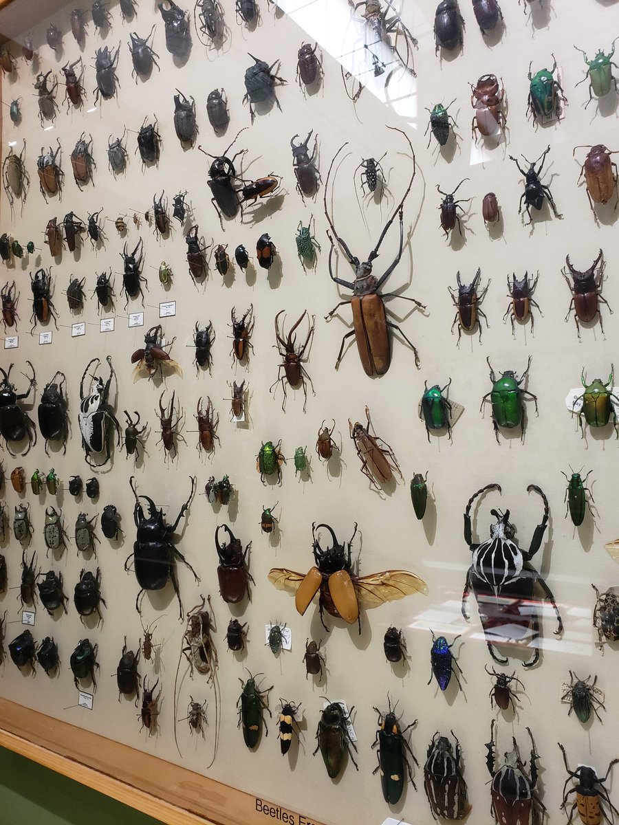 there was just an amazing assortment of displays, diagrams, etc. and i got to pet a madagascar hissing cockroach, a tarantula and a giant african millipede 