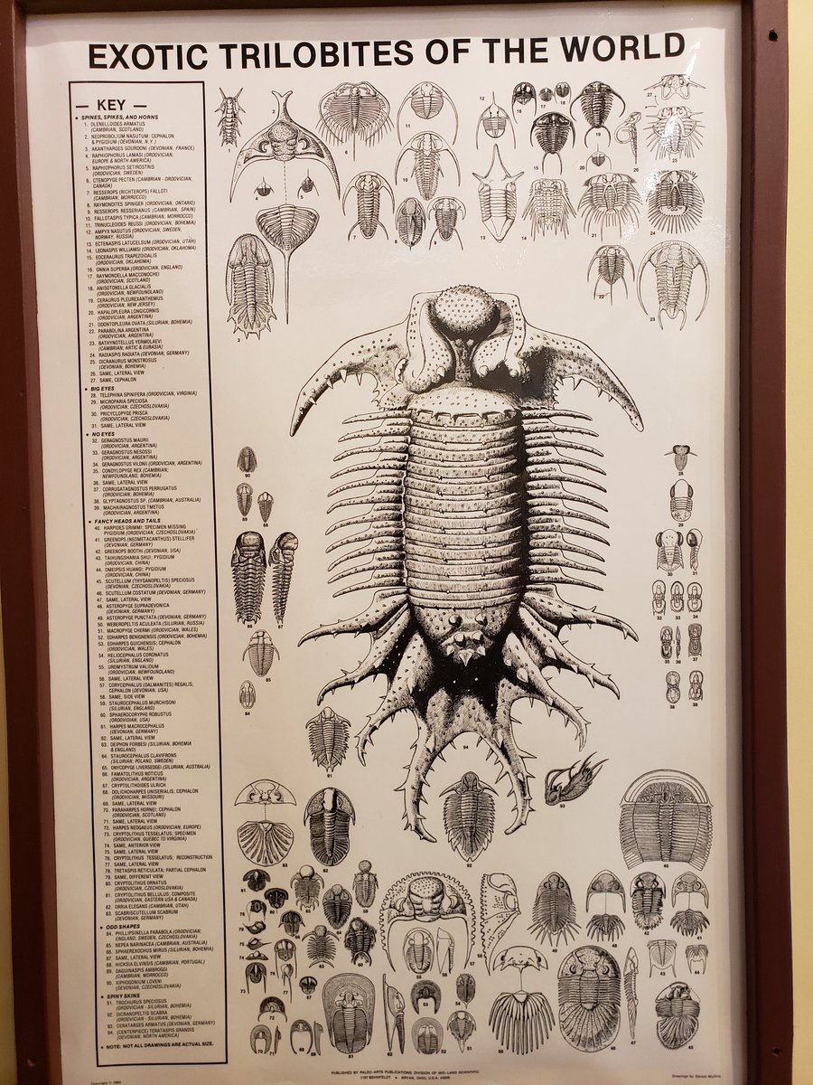 there was just an amazing assortment of displays, diagrams, etc. and i got to pet a madagascar hissing cockroach, a tarantula and a giant african millipede 