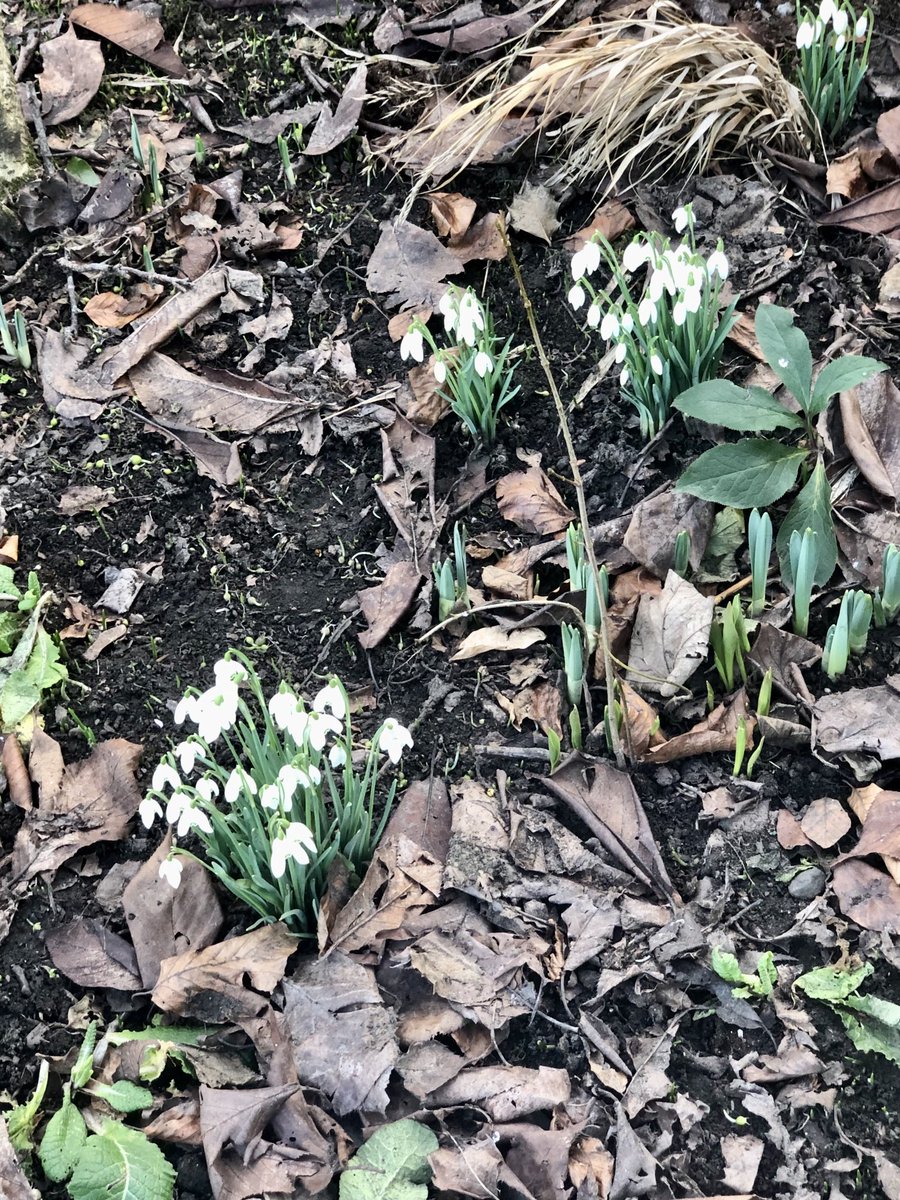LindaBauld's tweet photo. Little buds &amp; blossoms in @StarbankPark  #Edinburgh  - &amp; more light each day hooray 😊 https://t.co/ba5sLHp9ce