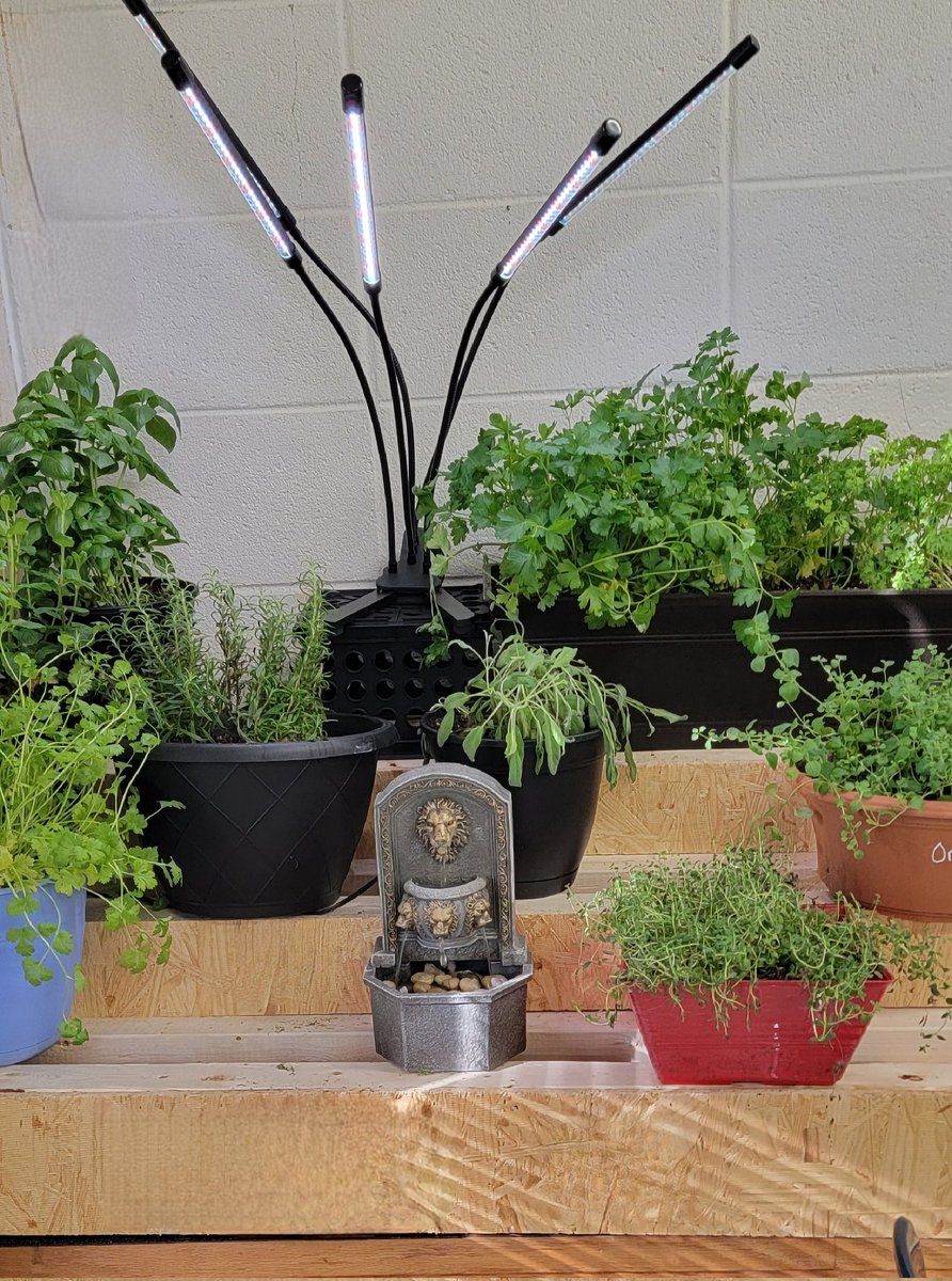 The_ChefX's tweet photo. Culinary Arts indoor herb garden is starting to shape up! Fresh herbs are the key to any great dish! #CookingWithChefX #OneChatham #NHSCulinaryArts https://t.co/7sLFmsAgSF