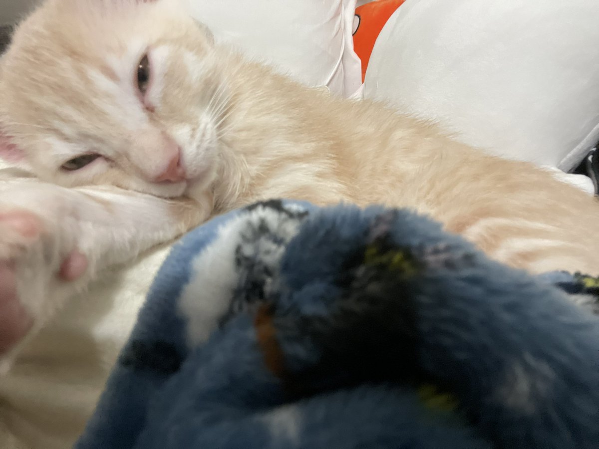 mewocos's tweet photo. hashtag schleepy #cat https://t.co/v1bIzAvDLJ