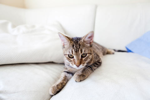 cathealth's tweet photo. Cat Scratching Boot Camp
Cat scratching is a problem if your belongings are being destroyed. Learn how you can train your cat to stop scratching your stuff in 7 days or less.
https://t.co/hCq8Bu054x

#cathealth #cats #cat #catscratching https://t.co/xnZTPnn25o