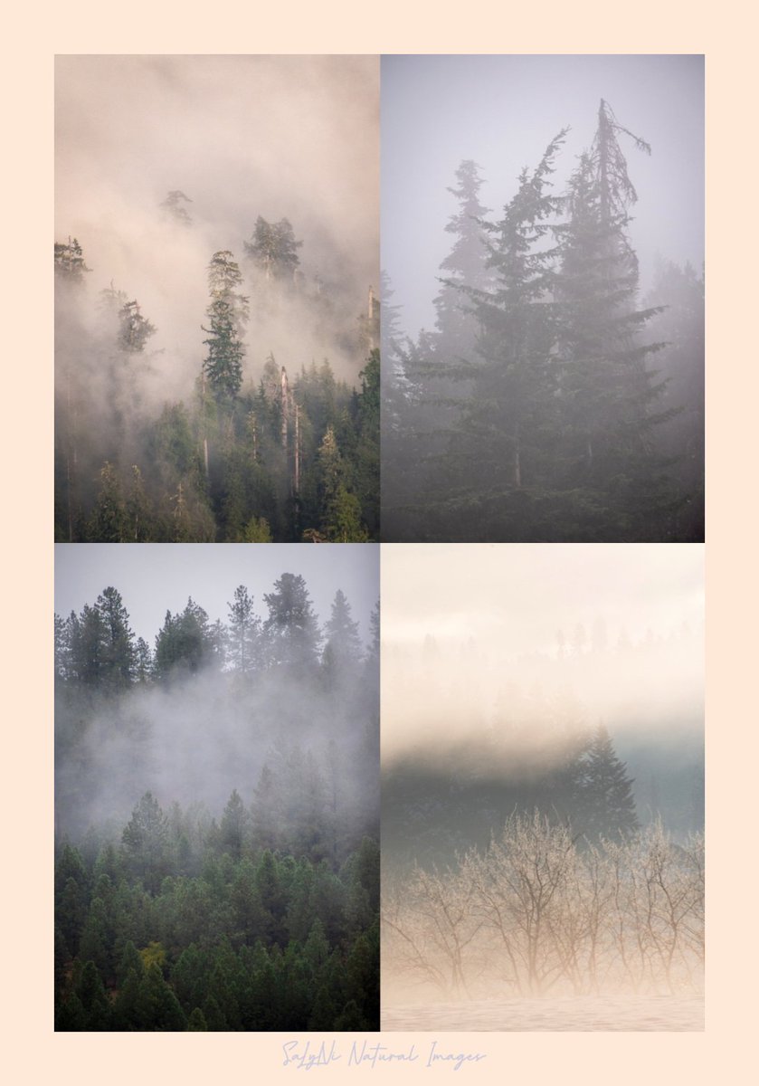 tennis45luv's tweet image. Moody Monday 🌲🩷

#moodyvibes #moodyforest 
#foggy #foggyforest 
#TwitterNaturePhotography 
#nikonphotography #wawx
@StormHour @ThePhotoHour 
@AmericanForests