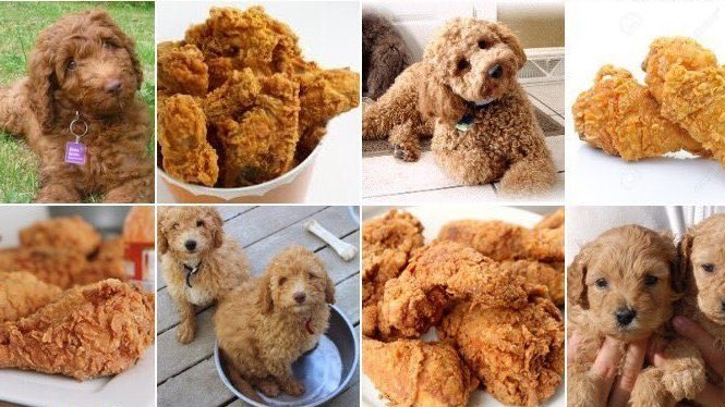 fivefortweeting's tweet photo. These dogs were fried chicken by how they look like them.โฅ๏ธ #WouldThinkThat https://t.co/JjlWI3nGxx