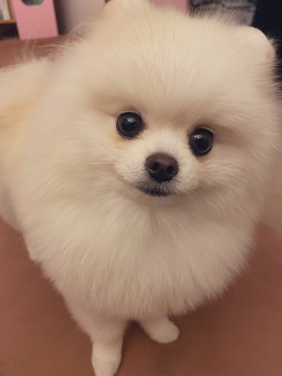 どアップの白ポメちゃん😍
so cute💕💕