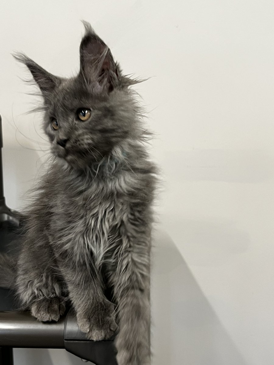 Brushy Kreek Coons - Maine Coon Breeder (@BigMaineCoons) / Posts / X