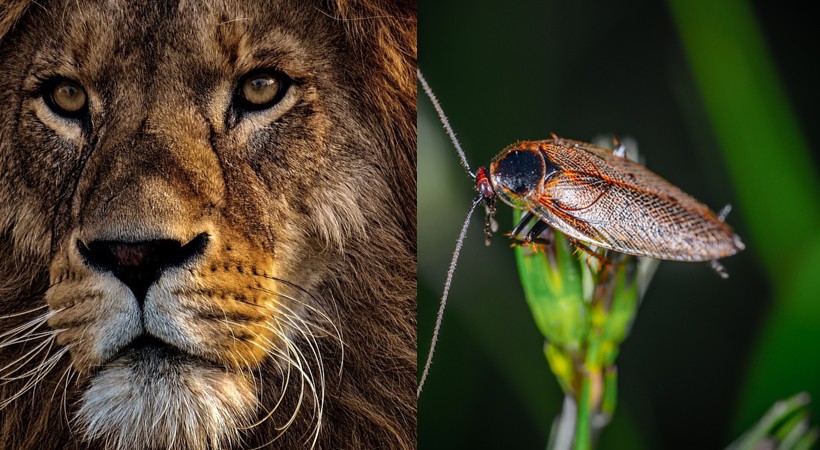 le_gorafi's tweet photo. Des scientifiques égyptiens réussissent la première association du lion avec le cafard - https://t.co/2yPGtXQMAu https://t.co/OagSgPLdd8