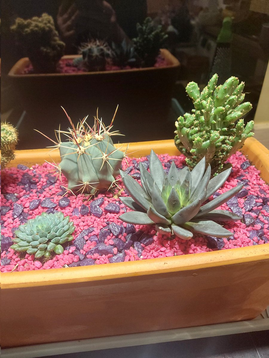 the_chilly_man's tweet photo. Been feeling kinda down since my deadpool keyring broke so got these beauties to cheer me up, and made a nice little trough! https://t.co/UtbMBiz0WJ