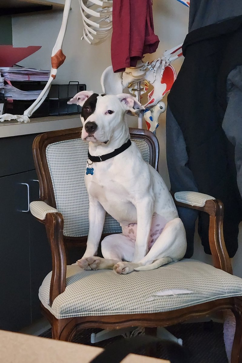 Pebbles, sit! Stay... Good girl! 🥰🐶  #pebble #girl #sit #stay #dogsoftwitter #cute #officedog #officepup #charlesboyklaw