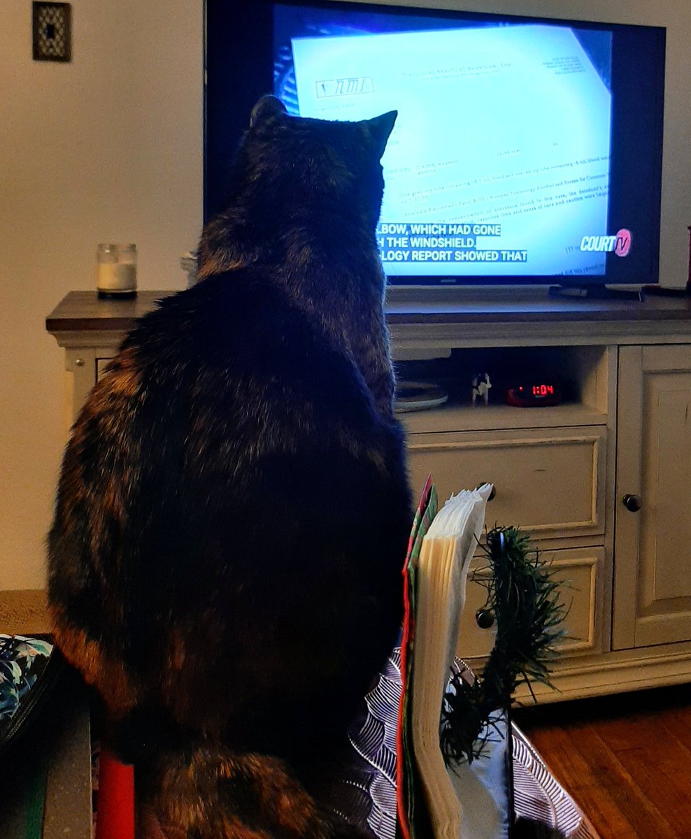 Kylie was watching #ForensicFiles last Friday on @CourtTV 
#Tortie #kittycat #CatsOfTwitter #CatsOnTwitter #CuteCats