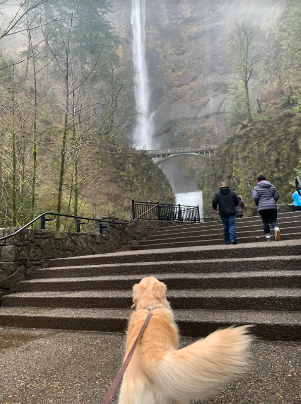 ZacNarrates's tweet photo. Aaaand, just as I post about my favorite parks, I find a new one. This is Multnomah Falls in the Columbia River Gorge. https://t.co/PE9HvOEDU8