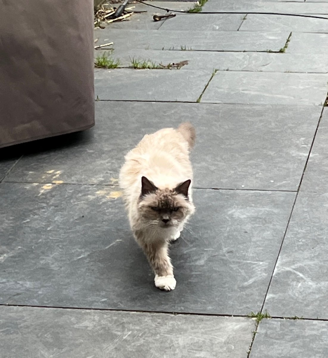 Frodo de rode tweet media