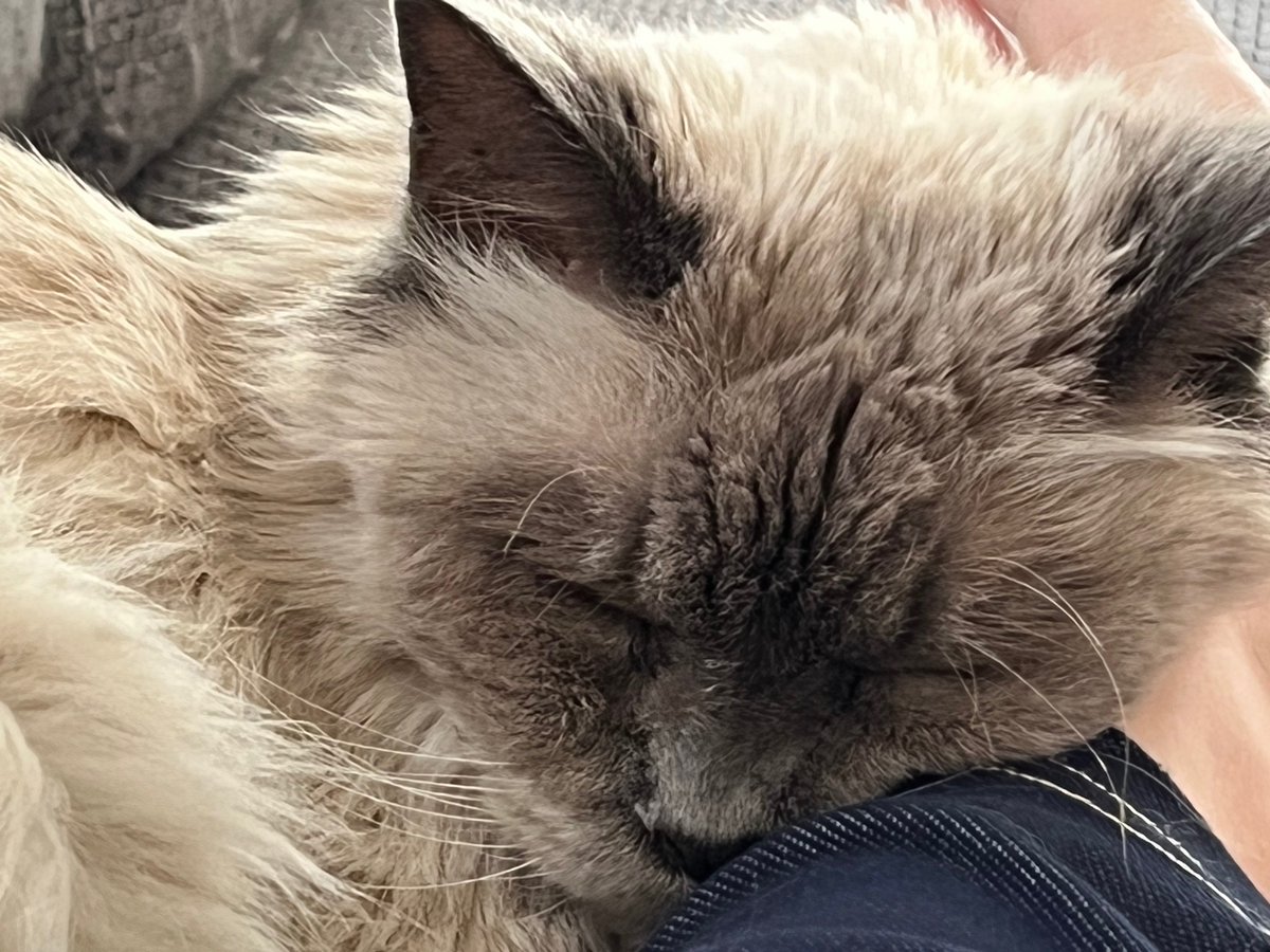 Frodo de rode tweet media