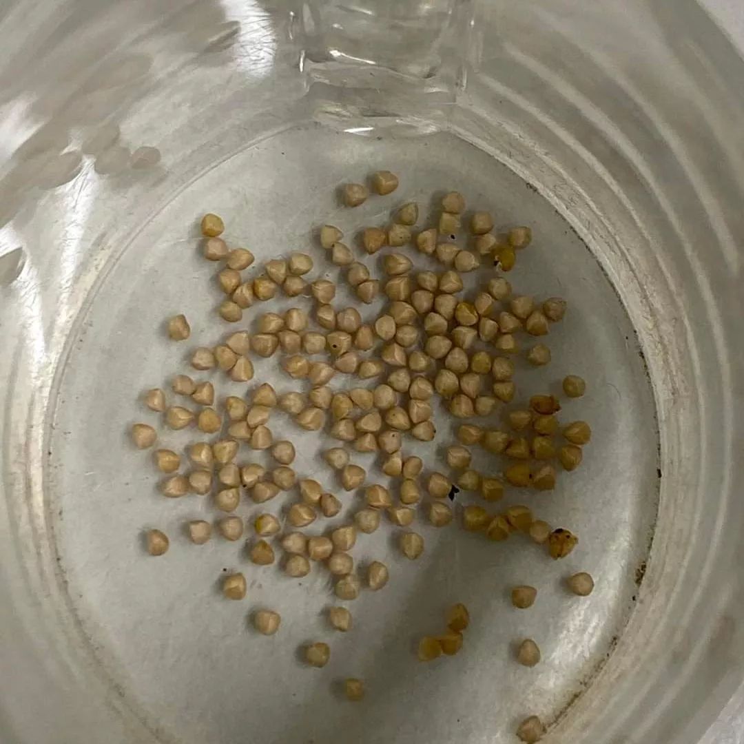 Rareseeds11's tweet image. Dorstenia Gigas seeds available

#dioscoreaelephantipes #elephantipes #dioscorea #dioscoreadiscolor #pygmaeus #tylecodon #boswelianeglecta #boswelianana #bosweliaserrata #boswelia #encephalartos #encephalartoshorridus #pygmaeus #tylecodon #fouquieria #euphorbialactea #euphorbia