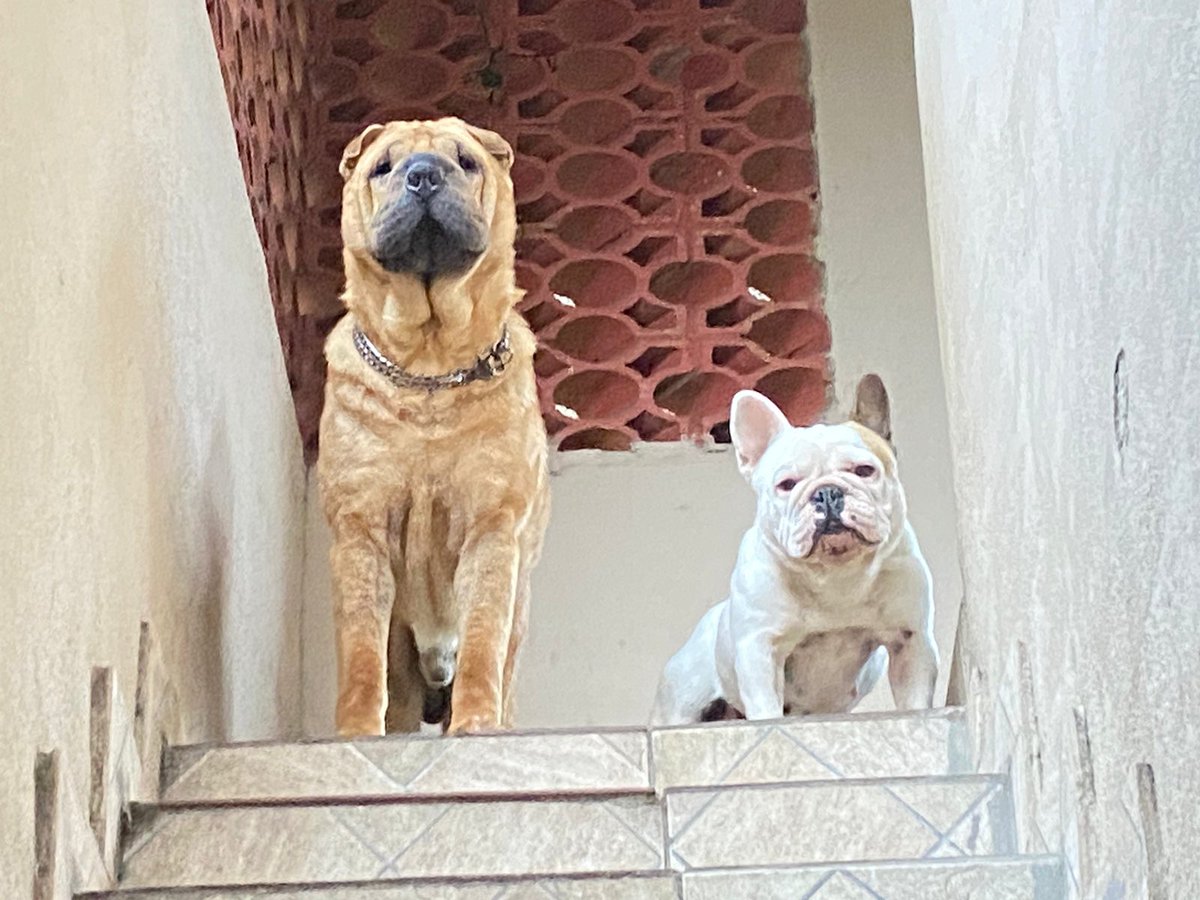 Tyson e Lola passando pra desejar uma ótima semana pra todos!!  🐶💙💜