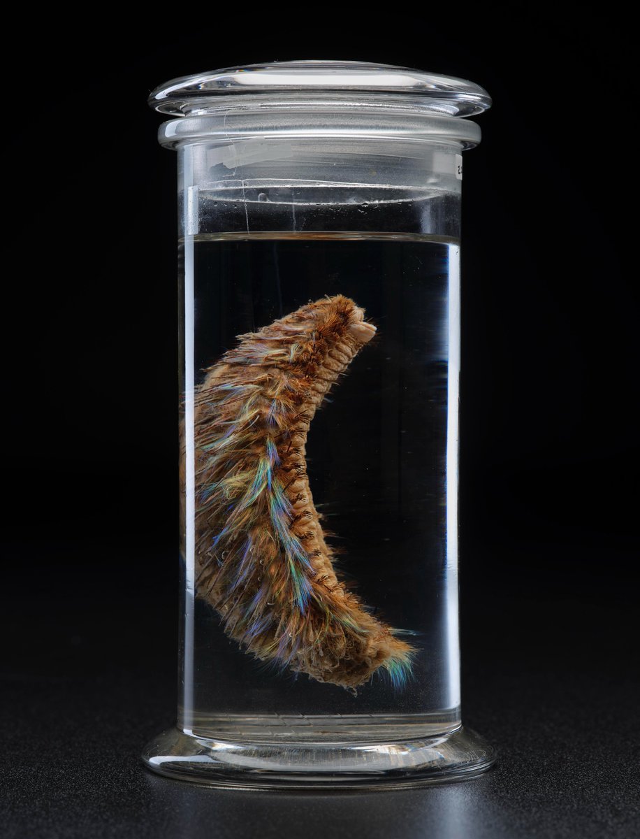 NtlMuseumsScot's tweet photo. Amazing job klaxon!

🦑 Assistant Curator, Fluid Collections

Assist with the curation of our fluid preserved collections, both invertebrates and vertebrates!

💷 Salary: £28,571 to £30,949
📜 Contract: Permanent/full-time
🗓️ Deadline: 12 March 2023

Info: https://t.co/izxWz7e9hQ https://t.co/Pryk8iXBOU