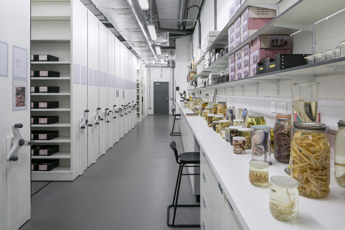 NtlMuseumsScot's tweet photo. Amazing job klaxon!

🦑 Assistant Curator, Fluid Collections

Assist with the curation of our fluid preserved collections, both invertebrates and vertebrates!

💷 Salary: £28,571 to £30,949
📜 Contract: Permanent/full-time
🗓️ Deadline: 12 March 2023

Info: https://t.co/izxWz7e9hQ https://t.co/Pryk8iXBOU