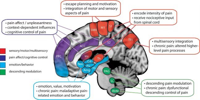 There is no 'pain center' in the brain. Rather, pain is a diffuse neurological process involving MANY brain sites, including PFC (attention), cerebral cortex (thoughts), & limbic system - the brain's EMOTION CENTER💥💥 📣Pain is BOTH physical AND emotional ALWAYS 👏🏼 #MedTwitter