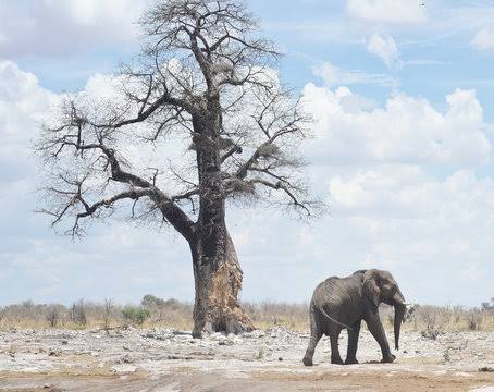 ScEnsayi's tweet photo. Turns out East or West home is best and we were kind enough to show @sc_kalele the way back home and the elephant has come down.We couldn't ask for better kelele than the one produced by the kalele boys.And we crown January in style. 
#EFTV
And the elephant is down. https://t.co/g6E0U031lx