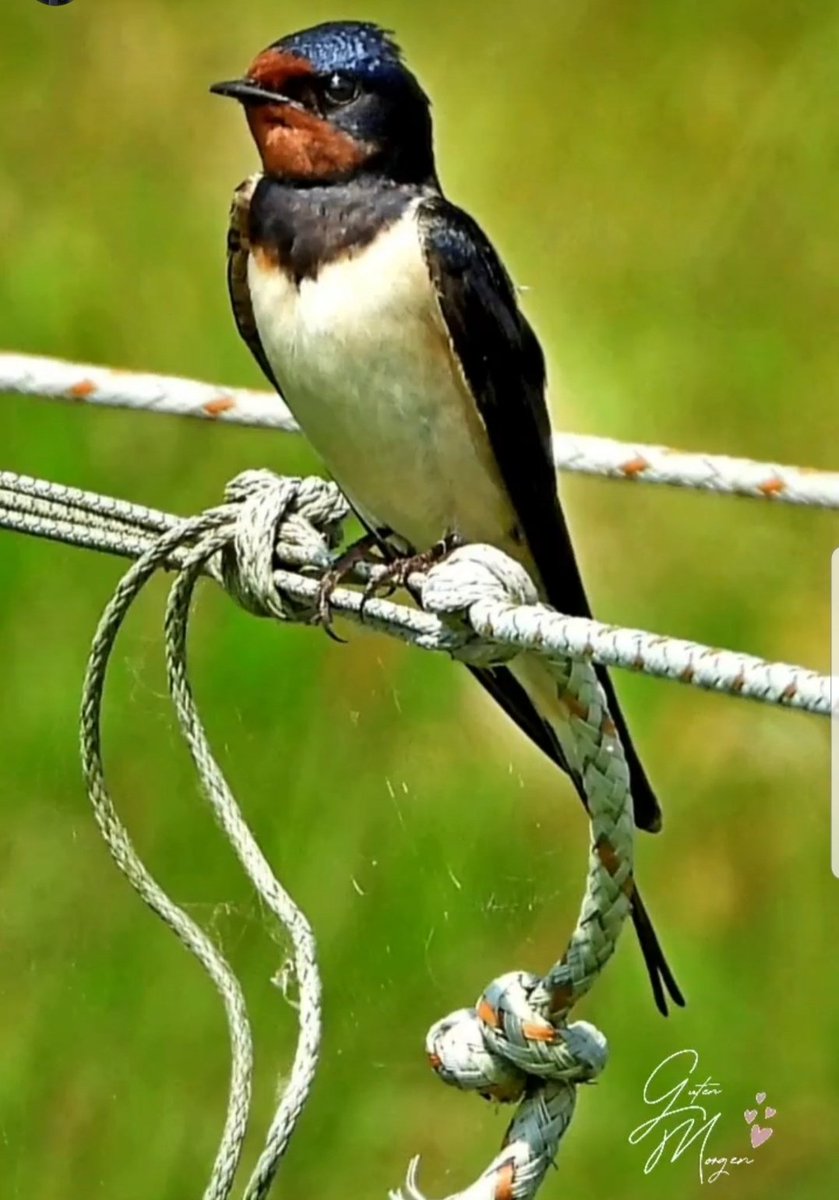 MulderHans99's tweet photo. @CarlBovisNature #MyBirdPhoto https://t.co/5XakzRBsFM