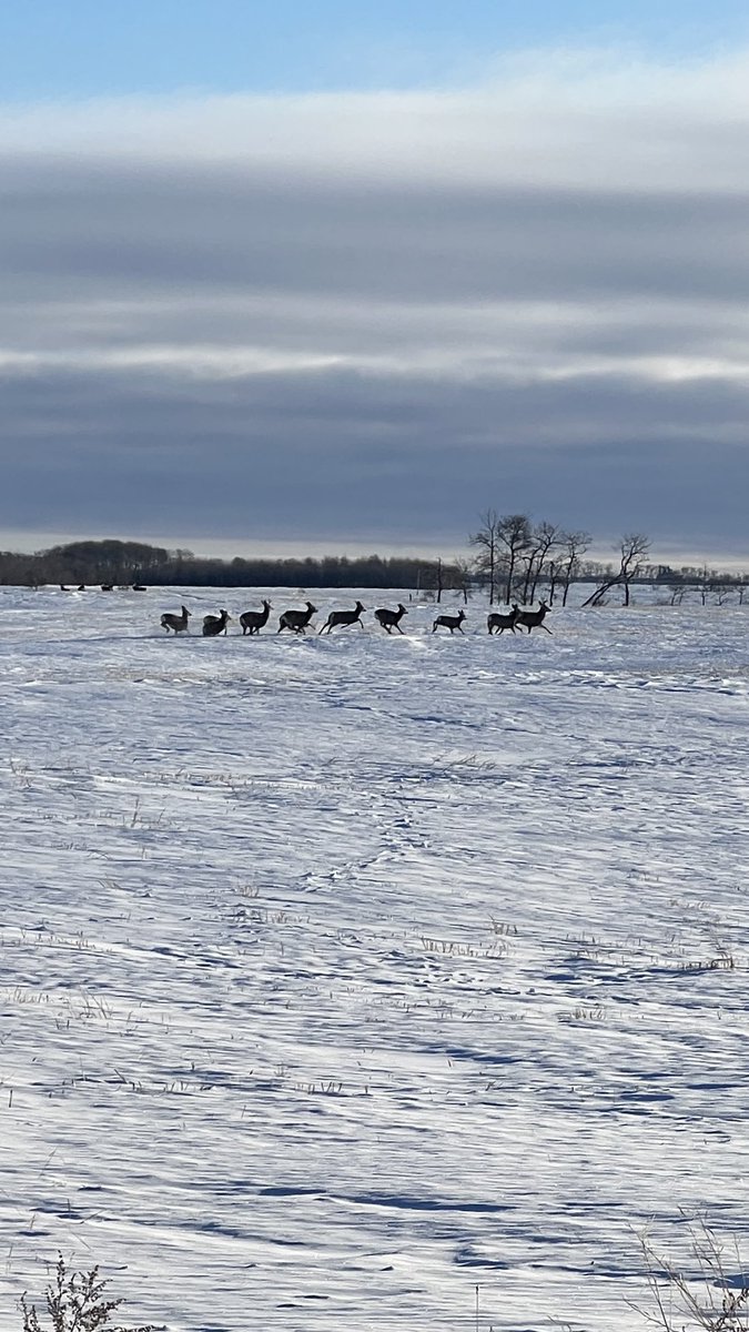 The deer are out for a little run this morning, and my silly dogs think they can catch them.