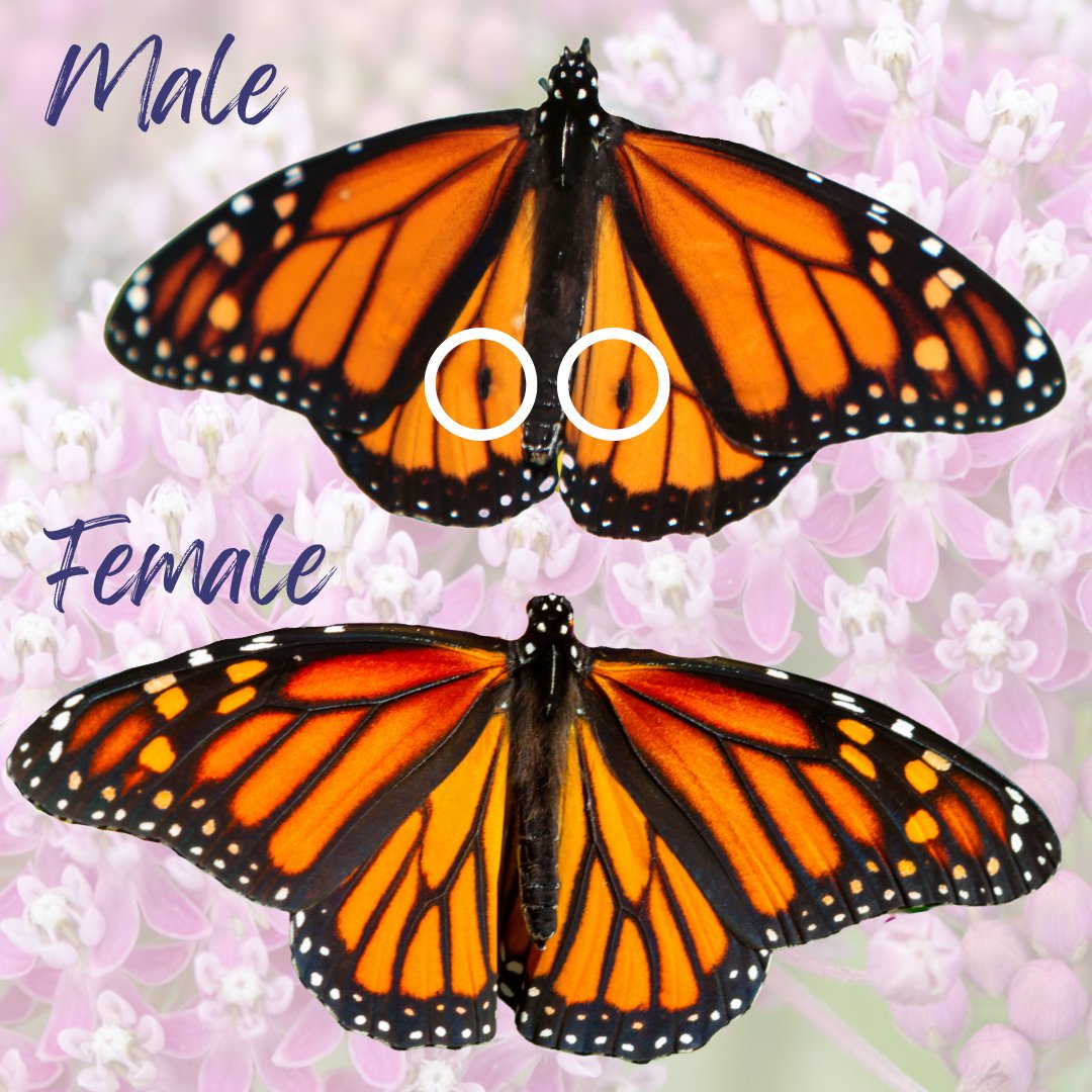 Happy #MonarchMonday! Do you know how to tell the difference between male and female monarchs?  The easiest way to spot the difference is male monarchs have two black dots in the center of their hind wings. These “dots” are scent glands that help males attract female mates.