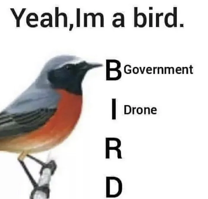 Fact_Not_Theory's tweet photo. What more proof do we need??
(Credits to meerkat17 on 9gag)
#birdsaredrones #governmentsurveillancedrones https://t.co/ZElaVfsHqk