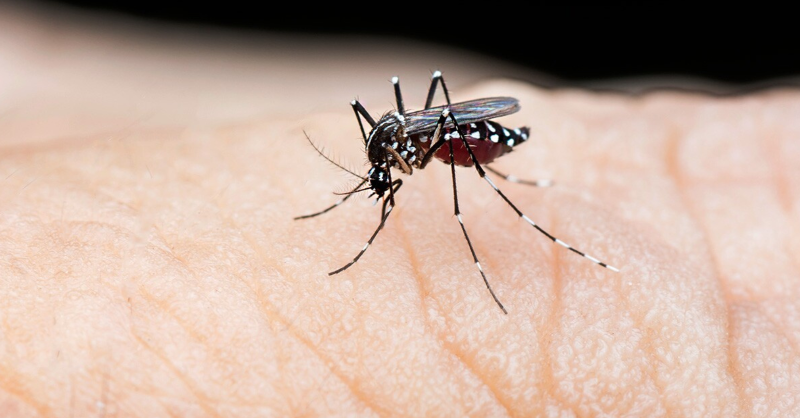JNJNews's tweet photo. Experts at Johnson &amp; Johnson are accelerating research to take on one of the WHO’s top-10 global health threats – dengue. For #WorldNTDDay, learn more about the growing impact of the tropical disease and #JNJ’s commitment to combat it. #BeatNTDs
