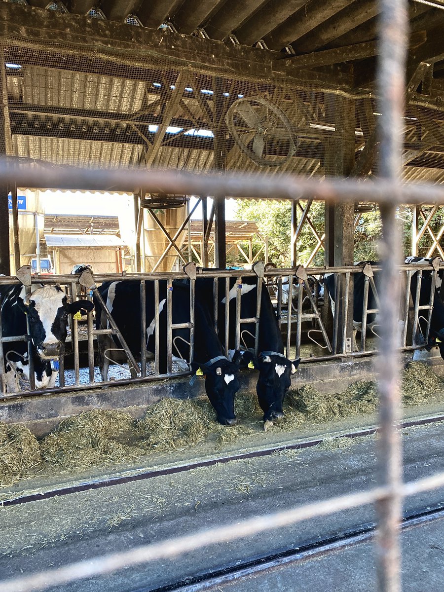 日曜に行った上尾の榎本牧場のことを思い出したら幸せな気持ちになれる。クライマタリアンでありたいとは思ってるけど、牛さんは好きです。