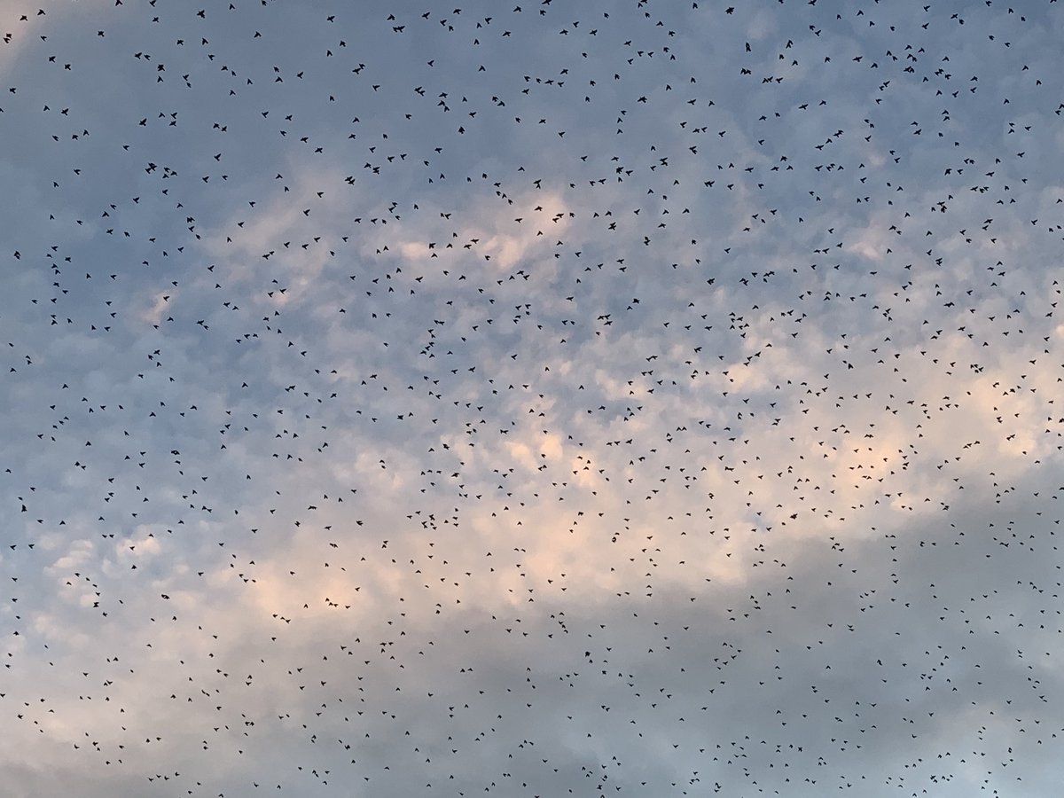 JennyA_Rawson's tweet photo. Spectacular murmuration at Wall this eve! tho had to dodge the starling droppings showering down! #niceproblemstohave
@NorthWildlife https://t.co/FzsIyolfqR