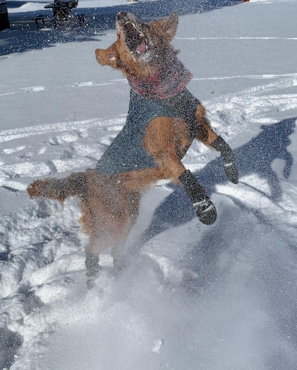 servicepupbasil's tweet photo. I LOVE THE SNOW ❄️

#DogsOfTwitter #DogTwitter #SnowDay #Wyoming https://t.co/7KCUDdgmMl