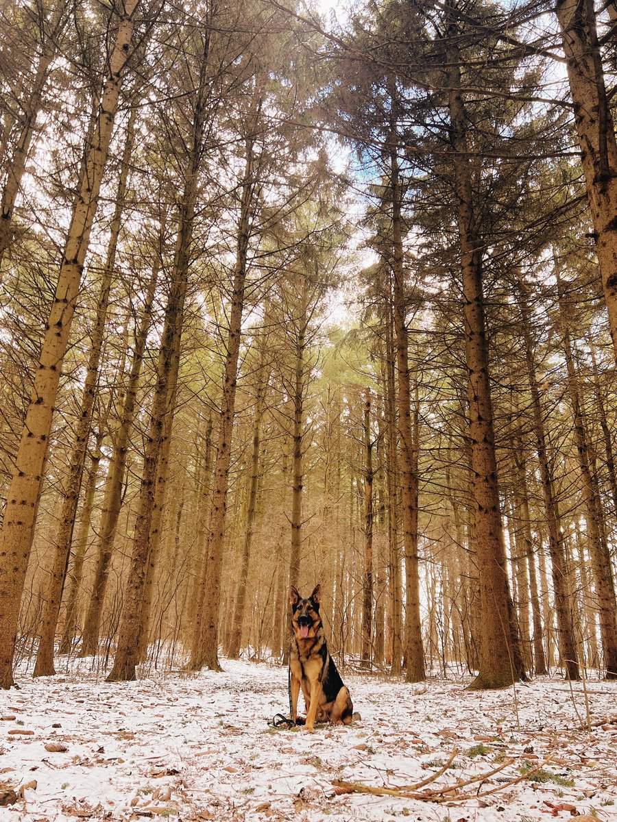 jiminysforpets's tweet image. Nature is so beautiful, let’s take care of it 🌏🌲💚🐾

#hikingwithdogs #adventuredogs #germanshepherd #germanshepherdsofinstagram #outdoors #nature #earth #savetheplanet #savetheearth #sustainability #sustainableliving #sustainable