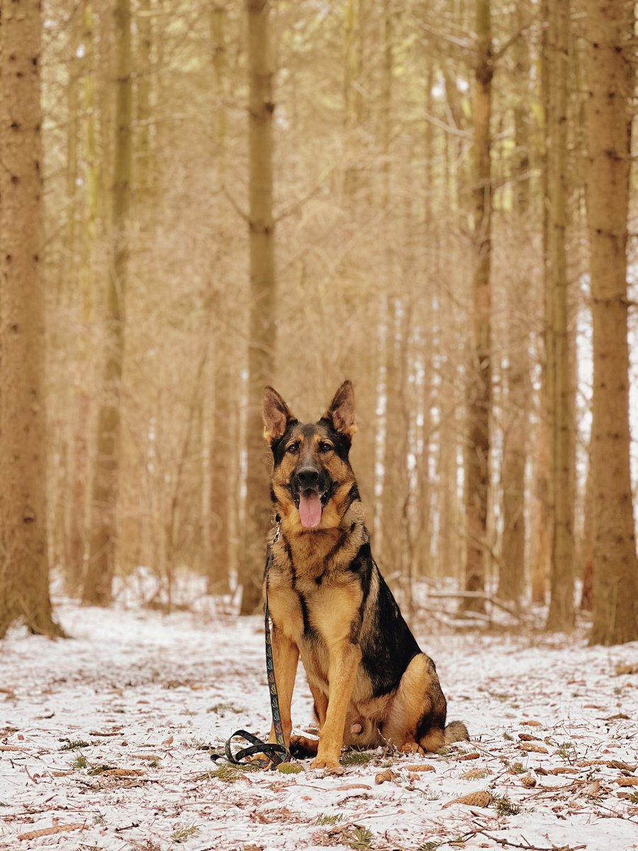 jiminysforpets's tweet image. Nature is so beautiful, let’s take care of it 🌏🌲💚🐾

#hikingwithdogs #adventuredogs #germanshepherd #germanshepherdsofinstagram #outdoors #nature #earth #savetheplanet #savetheearth #sustainability #sustainableliving #sustainable
