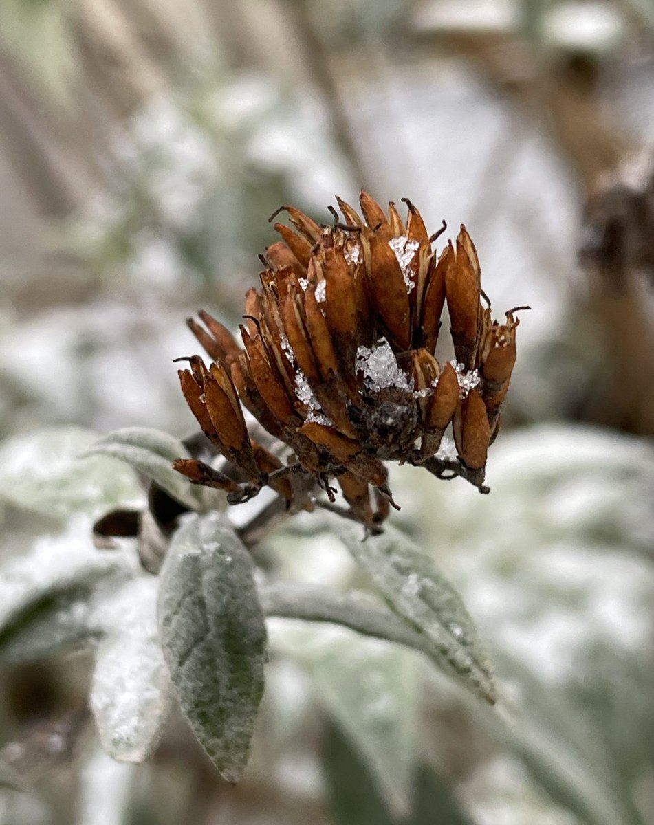 Noch bist du da

Wirf deine Angst 
in die Luft

Bald
ist deine Zeit um 
bald
wächst der Himmel 
unter dem Gras 
fallen 
deine Träume ins Nirgends

- Rose Ausländer