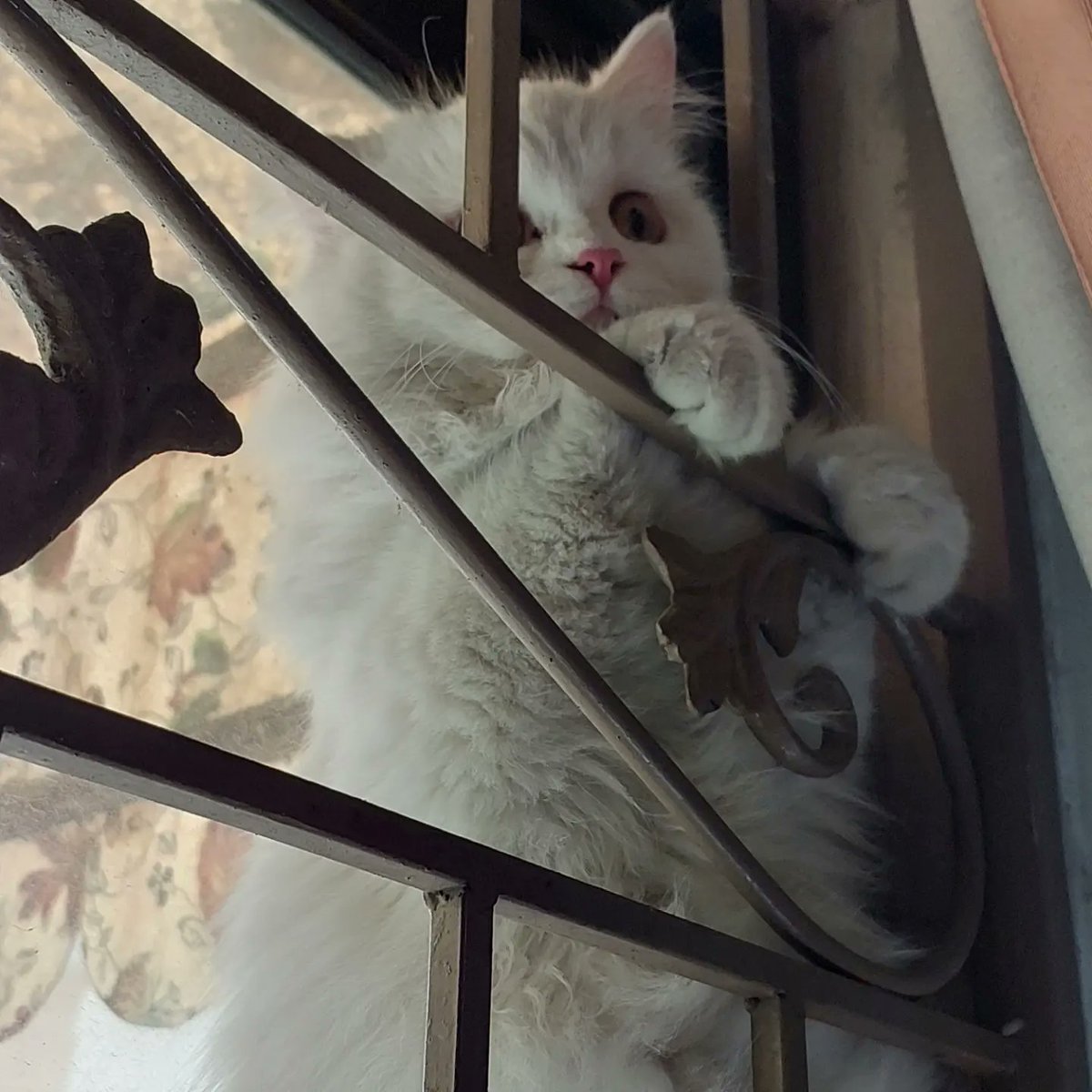 kitty_furbaby's tweet photo. My cute kitty 😺😽😽 https://t.co/2hz8peQfYN