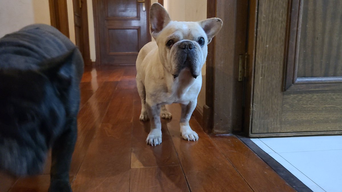 Cada día te quiero más... como no amarte mi socio, 14 años de lealtad y compañerismo.
"Cuanto más conozco a las personas , más quiero a mi perro"