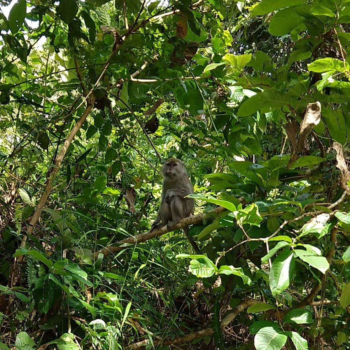 Selamat Hari Primata Indonesia! Happy Indonesian Primate Day! This year is celebrating the Long-tailed Macaque - the very first wild primate I saw in Indonesia as a postdoc with @GPOrangutans. This Long-tailed Macaque lives in the Hutan Kota (town forest) in Ketapang.