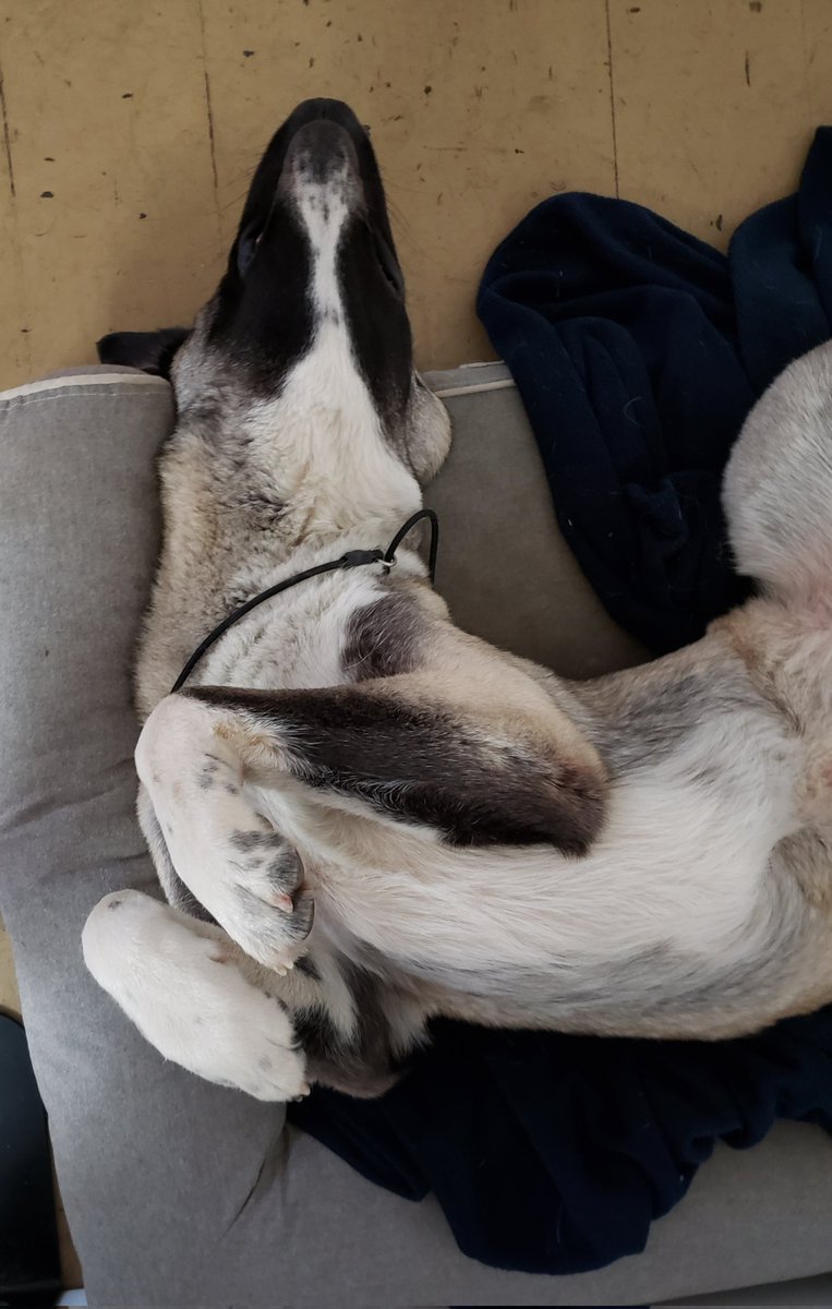 MetalHipLady's tweet photo. @bunsenbernerbmd Today seems like a good day to be upside-down 🙃 https://t.co/brS8kUmPWr