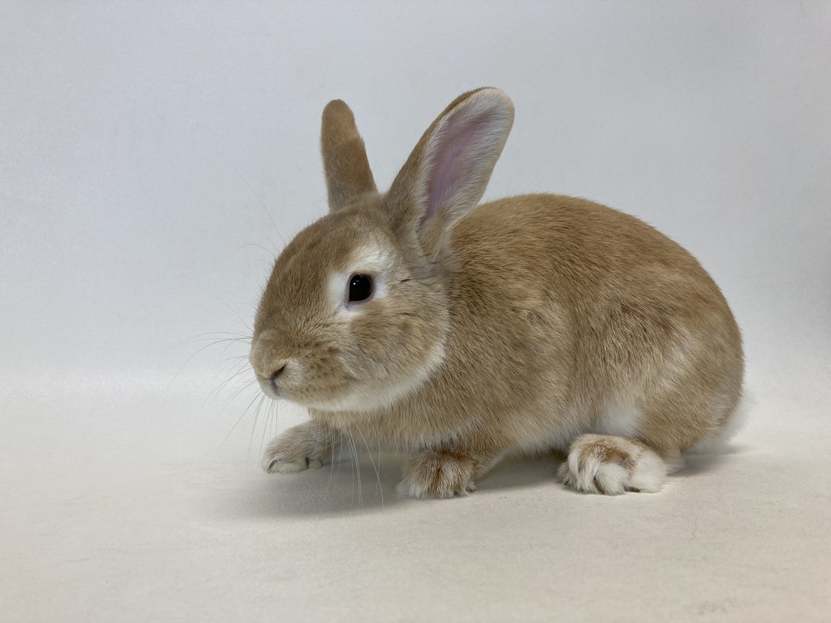 965KOIT's tweet photo. Meet Sourdough and Ivy from @Haywardanimals #WetNoseWednesday Learn how to adopt them here: https://t.co/QXsIyDKr4a https://t.co/b7R35xG8fU