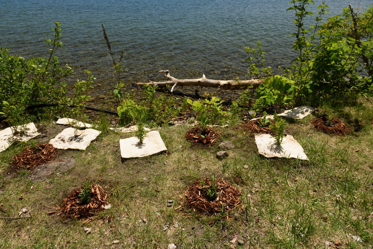 WatershedsCAN's tweet photo. #DYK having a natural shoreline with a variety of plants helps prevent erosion, protects water quality, improves biodiversity, reduces flood water damage, and looks beautiful?
Click here to be added to our #NaturalEdge Program 2023 site visit list: https://t.co/op0gGMq9le https://t.co/RSRQIYl9OT