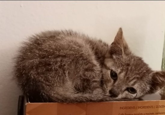 volontaristrada's tweet photo. Found this little , he needs your #help too. He need #Dewormer #Antiparasitic #Catfood #nutriboundcat ..please
#SHARE
#Wish list
#Savecats #againstindifference
#littlecat
#kittens
#catlovers
#chisalvaunavitasalvailmomdointero https://t.co/9ES2rfLoxc